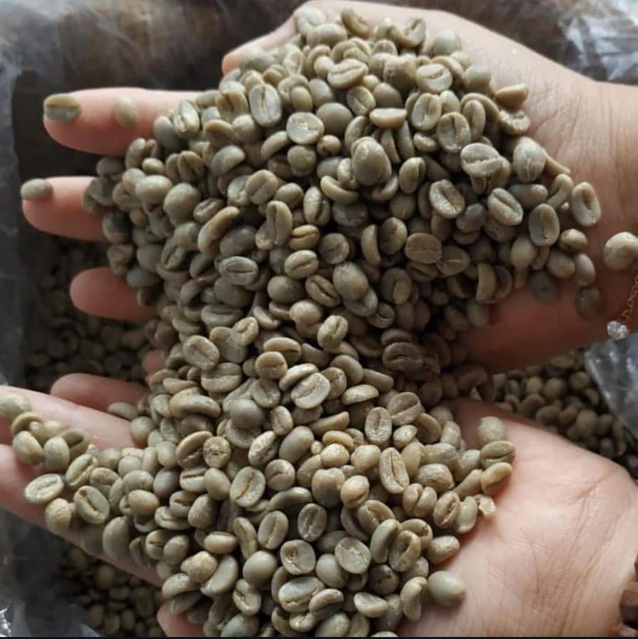 Green Bean Arabica Full Wash (Grade 1-4)