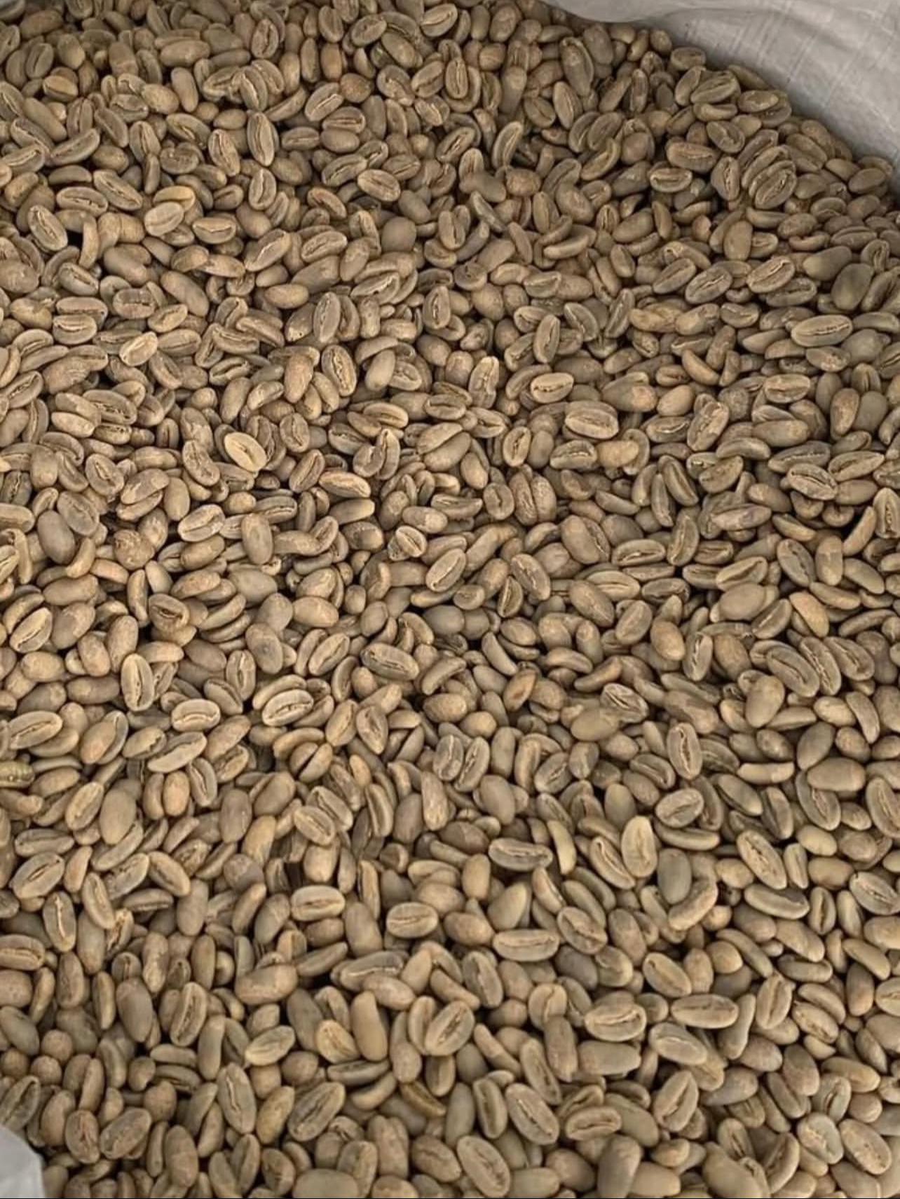 Fine Robusta (Grade 1-4)