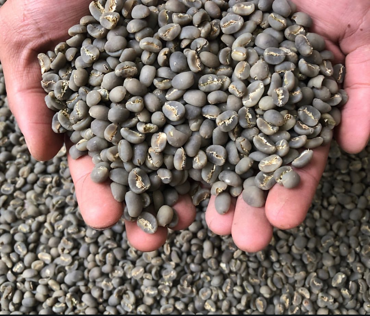 Green Bean Arabica Semi-Wash (Grade 1-4)